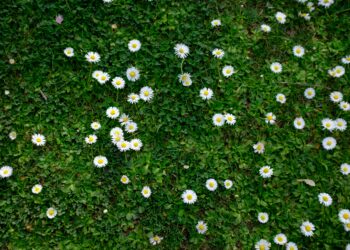 A Serene Spring Morning: A Stroll to the Allotment